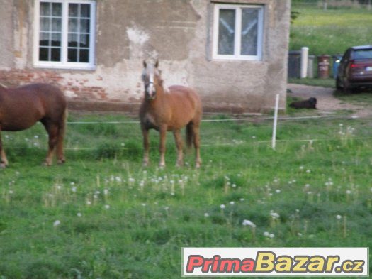 Prodám chladnokrevné koně – fotografie 1