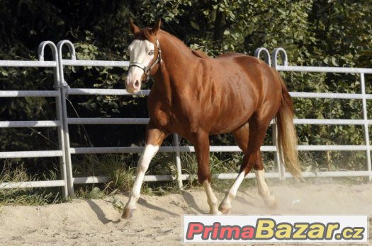 Připouštění hřebcem QH/PH po Gunnerovi – fotografie 2