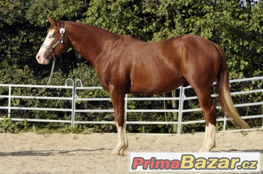 Připouštění hřebcem QH/PH po Gunnerovi – fotografie 3