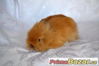 Zakrslý teddy králíčci a "lvíčci" s VP a rodokmenem