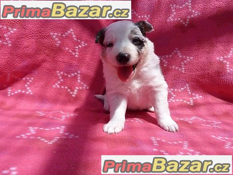 Border kolie s průkazem původu - Nabídka – fotografie 6