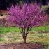 Cercis chinensis - semena