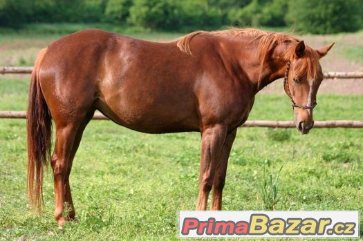Appa x AQHA 3-letá klisna – fotografie 1