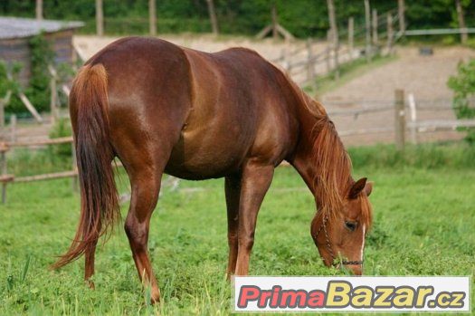 Appa x AQHA 3-letá klisna – fotografie 2