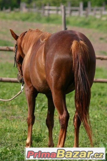 Appa x AQHA 3-letá klisna – fotografie 3