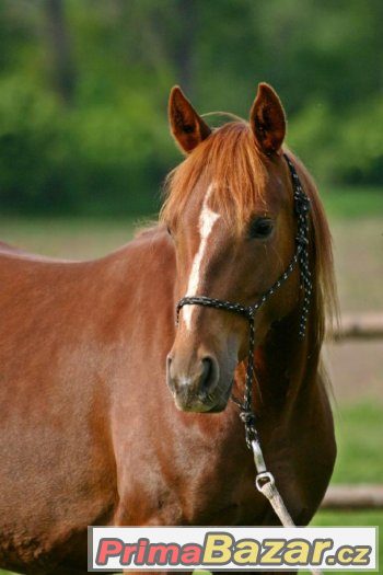 Appa x AQHA 3-letá klisna – fotografie 4