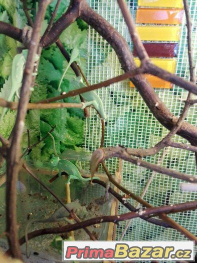 CHameleon Jemenský – fotografie 2