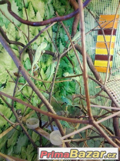 CHameleon Jemenský – fotografie 3