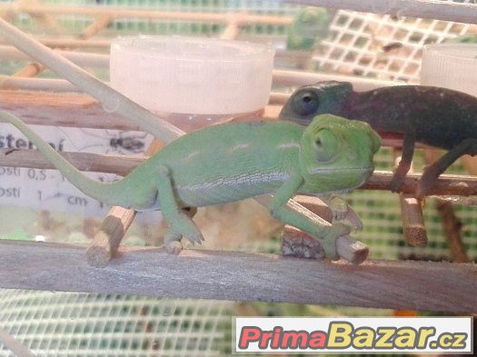 CHameleon Jemenský – fotografie 4