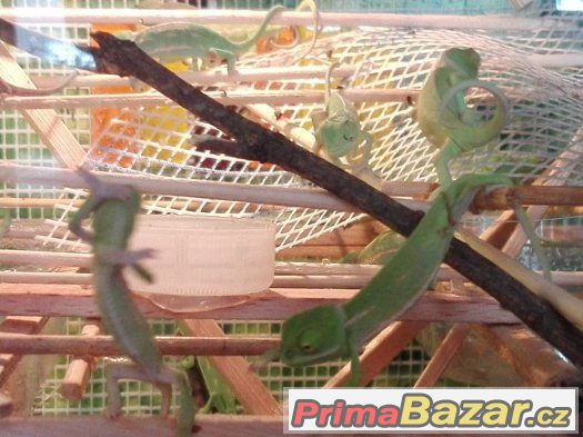 CHameleon Jemenský – fotografie 5