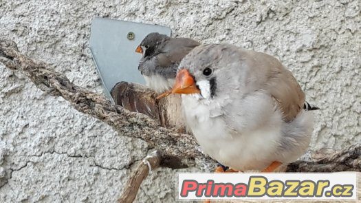 KRÁSNÉ ZEBŘICKY 1,1 černolící po výstavním otci – fotografie 2
