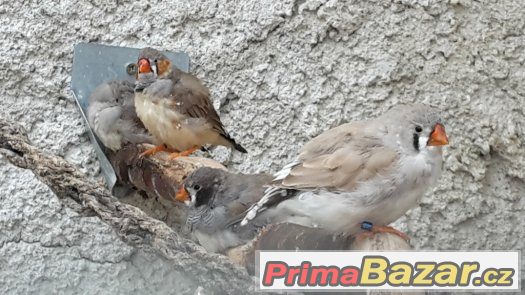 KRÁSNÉ ZEBŘICKY 1,1 černolící po výstavním otci – fotografie 4