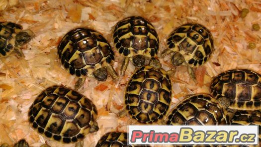 Želva zelenavá - Testudo hermanni hermanni – fotografie 3