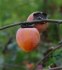 Diospyros virginiana - naklíčená semena