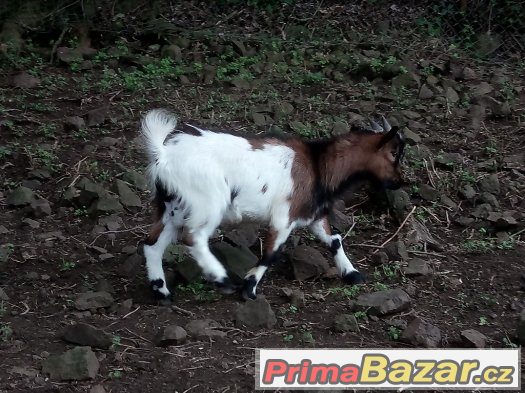 Holandký zakrsli kozlici – fotografie 3