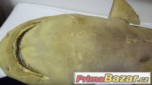 Žralok Shark Hai - pravá vycpaná ryba, trofej – fotografie 4