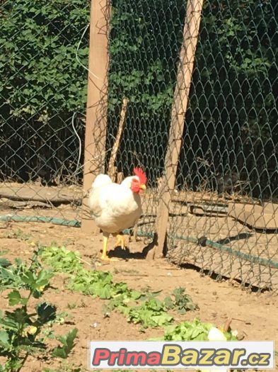 Kohouti Leghorn – fotografie 1
