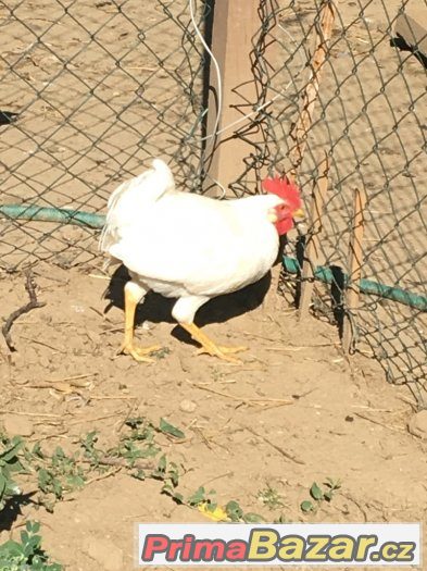 Kohouti Leghorn – fotografie 2