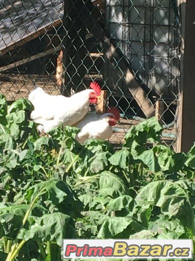Kohouti Leghorn – fotografie 3