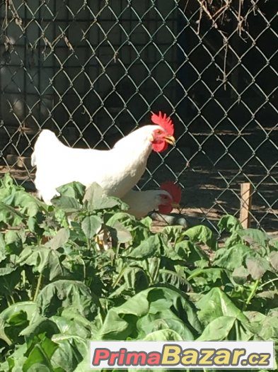 Kohouti Leghorn – fotografie 4