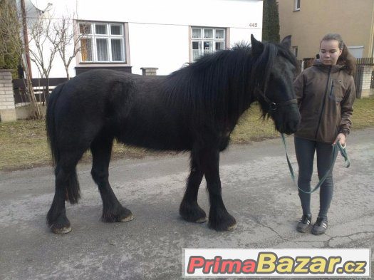 Fellský ponny. – fotografie 3