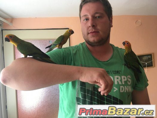 Ručně dokrmeni Papousci – fotografie 2