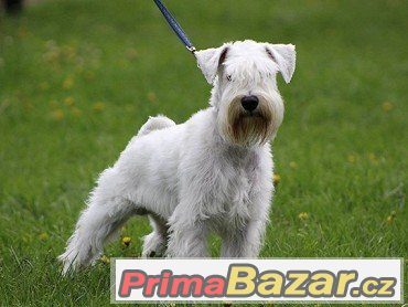 Knírač malý bílý - chovný pes – fotografie 1