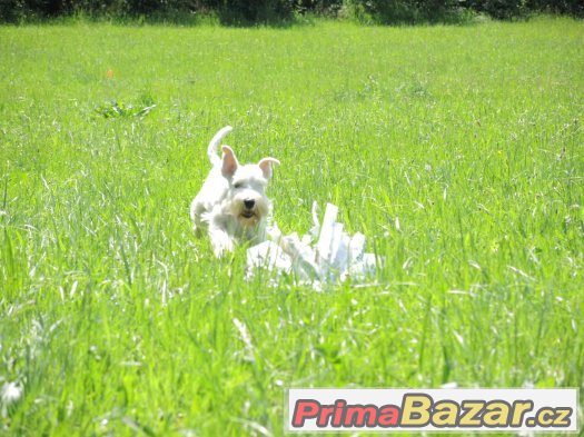Knírač malý bílý - chovný pes – fotografie 2