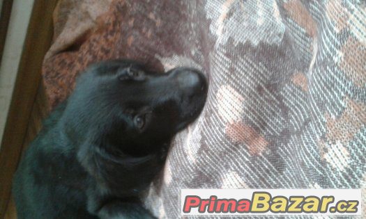 Labradorský retrívr – fotografie 1