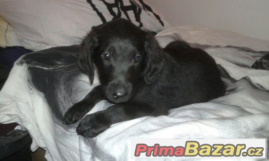 Labradorský retrívr – fotografie 2