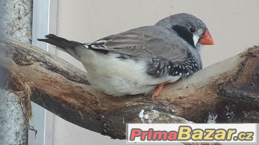 KRÁSNÉ ZEBŘICKY 1,1 černolící po výstavním otci – fotografie 1