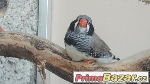KRÁSNÉ ZEBŘICKY 1,1 černolící po výstavním otci – fotografie 2