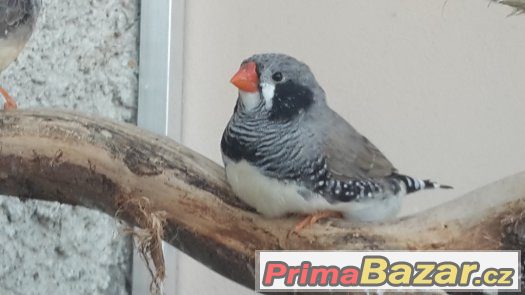 KRÁSNÉ ZEBŘICKY 1,1 černolící po výstavním otci – fotografie 3
