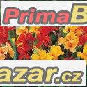 Canna Indica - semena – fotografie 1