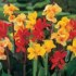 Canna Indica - semena