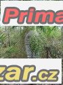 Pseudophoenix ekhmanii -  naklíčená semena – fotografie 1
