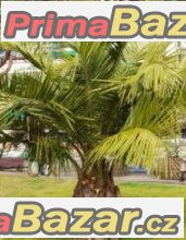 Jubaea chilensis - sazenice – fotografie 1