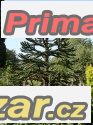 Araucaria Araucana -sazenice – fotografie 1