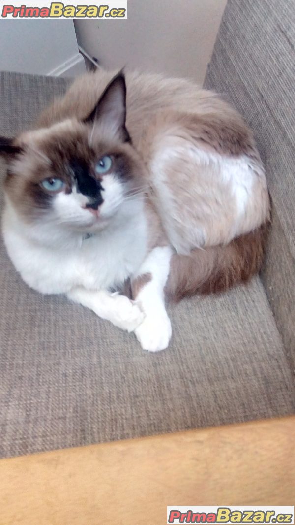 Prodám kočku Ragdoll