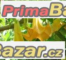 Brugmansia žlutá - sazenice – fotografie 1