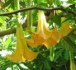Brugmansia žlutá - sazenice