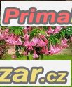 Brugmansia suaveolens - sazenice – fotografie 1