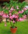 Brugmansia suaveolens - sazenice