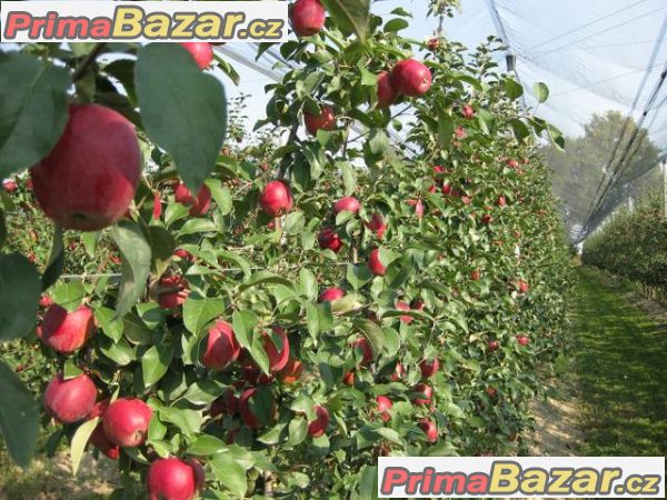 Zber jablk v Italii – fotografie 2