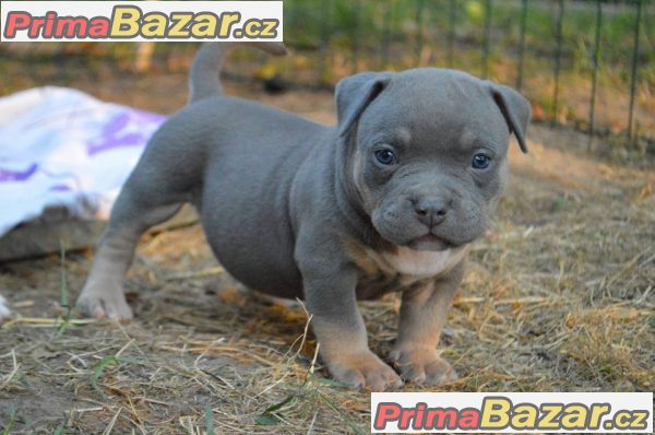 American Bully ABKC pocket