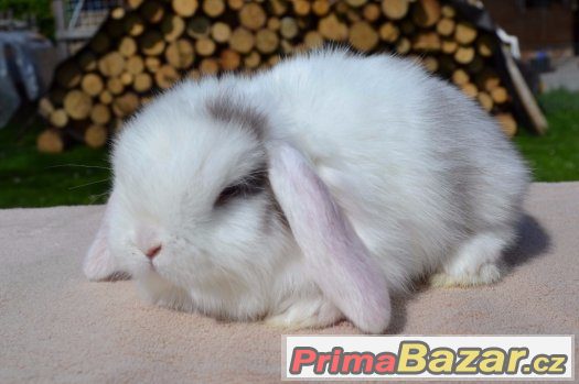 Zakrslí beránci – fotografie 5