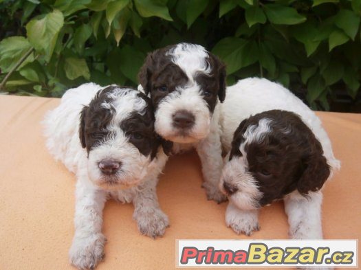 Lagotto Romagnolo – fotografie 2