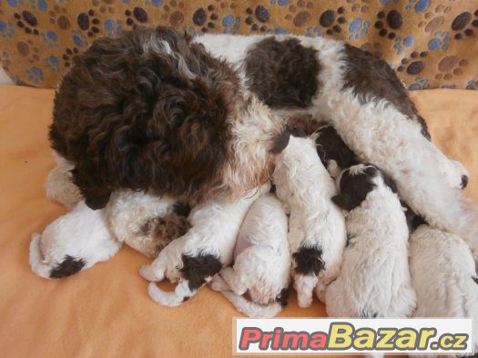 Lagotto Romagnolo – fotografie 3