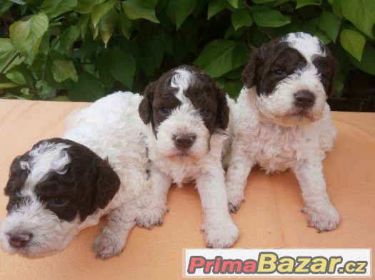 Lagotto Romagnolo – fotografie 4