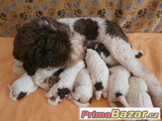 Lagotto romagnolo Italský vodní pes – fotografie 1